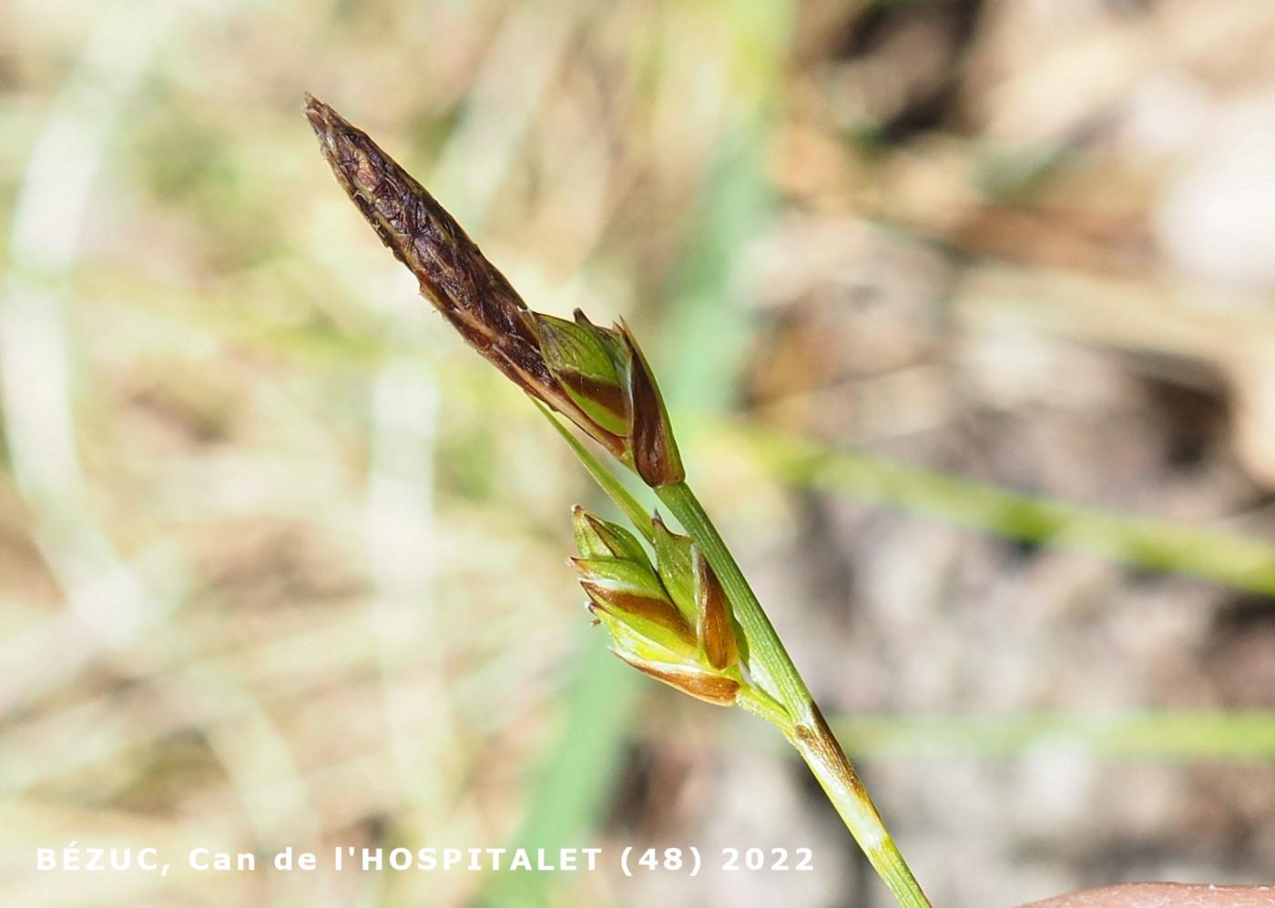 Sedge [of Haller] flower